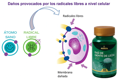 Diente De Leon 300mg 60 Cápsulas