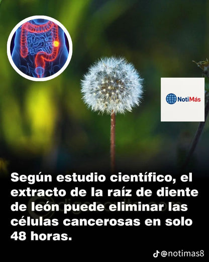 Diente De Leon 300mg 60 Cápsulas