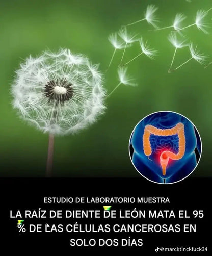 Diente De Leon 300mg 60 Cápsulas