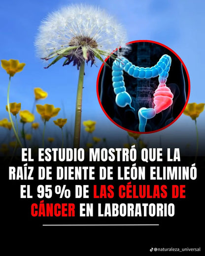 Diente De Leon 300mg 60 Cápsulas